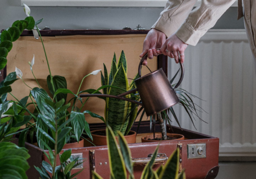 10 étapes pour bien arroser ses Plantes d’Intérieur