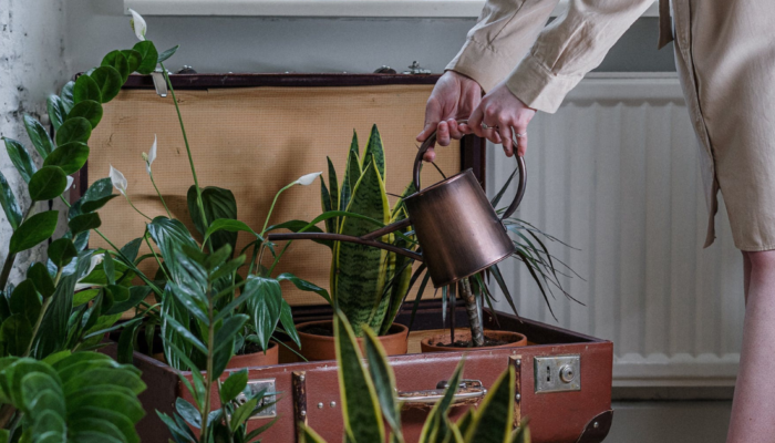 10 étapes pour bien arroser ses Plantes d’Intérieur