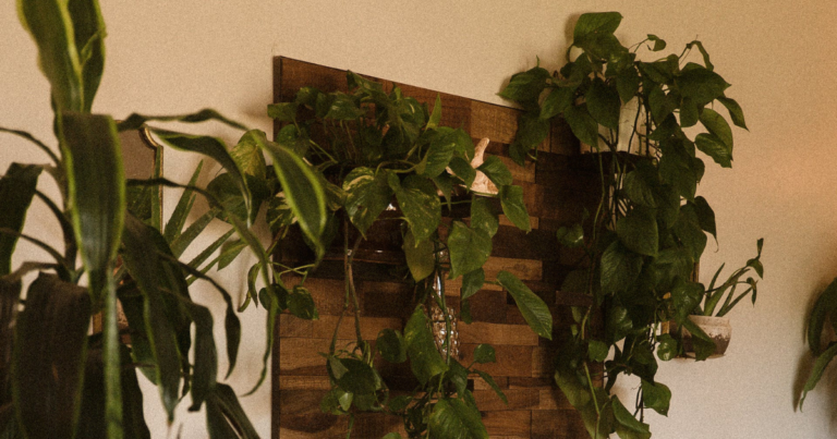 pothos plante liane en intérieur