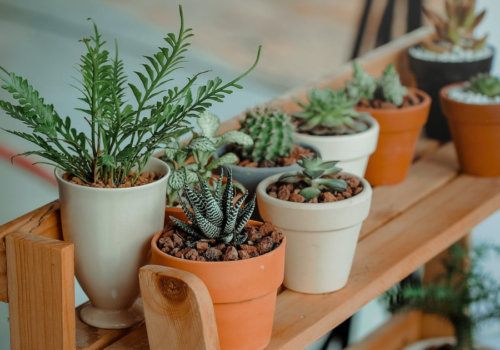 5 choix de pots pour ses plantes d’intérieur