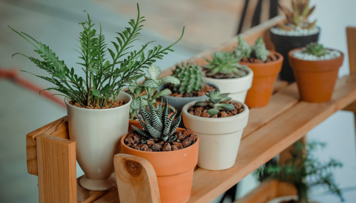 5 choix de pots pour ses plantes d’intérieur