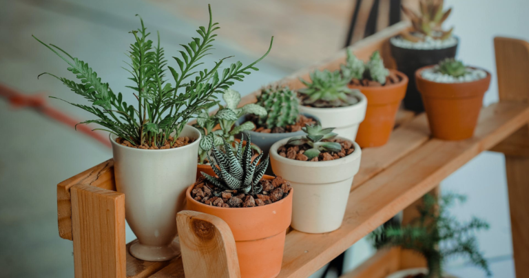 pots plantes d'intérieur