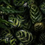 Ctenanthe vs Calathea : Comprendre les Différences