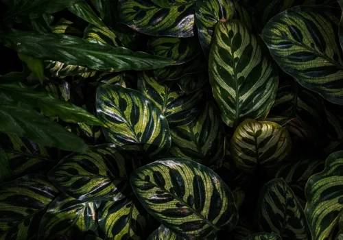 Ctenanthe vs Calathea : Comprendre les Différences