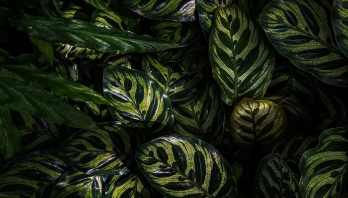 Ctenanthe vs Calathea : Comprendre les Différences